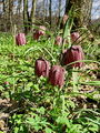 159_04_01bb_Logarica_mocvirska_Fritillaria_meleagris_DSC08100.jpg