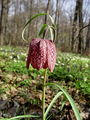 159_04_01bc_Logarica_mocvirska_Fritillaria_meleagris_DSC08071.jpg