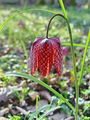 159_04_01bd_Logarica_mocvirska_Fritillaria_meleagris_DSC03328.jpg
