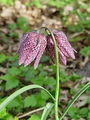 159_04_01be_Logarica_mocvirska_Fritillaria_meleagris_DSC08331.jpg