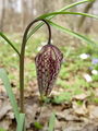 159_04_01bi_Logarica_mocvirska_Fritillaria_meleagris_DSC07989.jpg