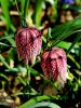 159_04_01bo_Logarica_mocvirska_Fritillaria_meleagris_IMG_9547a.jpg