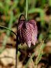 159_04_01bp_Logarica_mocvirska_Fritillaria_meleagris_IMG_9550a.jpg