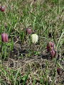 159_04_01cb_Logarica_mocvirska_Fritillaria_meleagris_cb.jpg