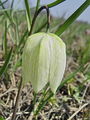 159_04_01ce_Logarica_mocvirska_Fritillaria_meleagris_ce.jpg