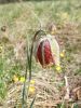 159_04_02ce_Logarica_gorska_Fritillaria_orientalis_2015_04160028aa.jpg