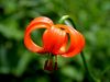 159_05_02bg_lilija_kranjska,_zlato_jabolko_Lilium_carniolicum_IMG_7519.JPG