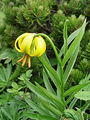 159_05_02cd_Lilija_kranjska_zlato_jabolko_Lilium_carniolicum_DSC2d.jpg