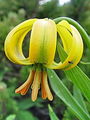 159_05_02ce_Lilija_kranjska_zlato_jabolko_Lilium_carniolicum_DSC2e.jpg