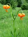 159_05_02cf_Lilija_kranjska_zlato_jabolko_Lilium_carniolicum_DSC09876.jpg