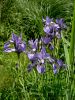 161_02_01aba_Perunika_sibirska_Iris_sibirica_subsp__sibirica_DSC00098a.jpg