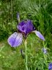 161_02_01abb_Perunika_sibirska_Iris_sibirica_subsp__sibirica_DSC00100a.jpg