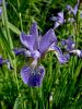 161_02_01abd_Perunika_sibirska_Iris_sibirica_subsp__sibirica_DSC00099a.jpg