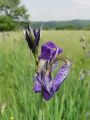 161_02_01aca_Perunika_sibirska_Iris_sibirica_subsp__sibirica_DSC100019.jpg