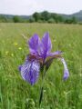 161_02_01acb_Perunika_sibirska_Iris_sibirica_subsp__sibirica_DSC100020.jpg