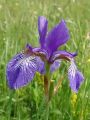 161_02_01acc_Perunika_sibirska_Iris_sibirica_subsp__sibirica_DSC100022.jpg