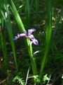 161_02_03ba_travnolistna_perunika_Iris_graminea_DSC09641.jpg