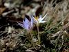 161_03_01cc_zafran_progasti_Crocus_reticulatus_IMG_9652a.jpg