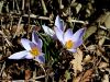 161_03_01cd_zafran_progasti_Crocus_reticulatus_IMG_9665a.jpg