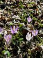 161_03_02ca_Zafran_pomladanski_Crocus_vernus_ca.jpg