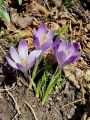161_03_02cb_Zafran_pomladanski_Crocus_vernus_cb.jpg