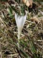 161_03_02ce_zafran_pomladanski_Crocus_vernus_ce.jpg