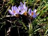 161_03_04cf_zafran_dvocvetni_Crocus_biflorus_IMG_9695aa.jpg