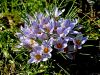 161_03_04ch_zafran_dvocvetni_Crocus_biflorus_IMG_9713a.jpg