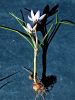 161_03_04ci_zafran_dvocvetni_Crocus_biflorus_IMG_9684ax.jpg