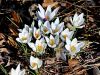 161_03_05cc_zafran_Weldenov_Crocus_weldenii_IMG_9630a.jpg