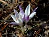 161_03_05cd_zafran_Weldenov_Crocus_weldenii_IMG_9627a.jpg