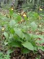 162_01_01bb_lepi_ceveljc_Cypripedium_calceolus.jpg