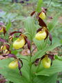 162_01_01bc_lepi_ceveljc_Cypripedium_calceolus.jpg