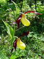 162_01_01bd_lepi_ceveljc_Cypripedium_calceolus.jpg