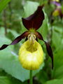 162_01_01be_lepi_ceveljc_Cypripedium_calceolus.jpg