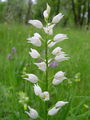 162_03_01bb_dolgolistna_naglavka_Cephalanthera_longifolia_DSC00162.jpg