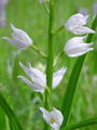 162_03_01bc_dolgolistna_naglavka_Cephalanthera_longifolia_DSC00098.jpg