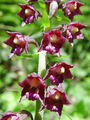 162_04_02bc_temnordeca_mocvirnica_Epipactis_atrorubens.jpg