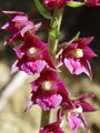 162_04_02bd_temnordeca_mocvirnica_Epipactis_atrorubens_DSC00581.jpg