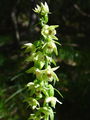 162_04_08cb_Mullerjeva_mocvirnica_Epipactis_muelleri_cb.jpg