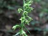 162_04_09ce_mocvirnica_Greuterjeva_Epipactis_greuteri_IMG_2460a.jpg