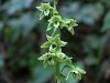 162_04_09cf_mocvirnica_Greuterjeva_Epipactis_greuteri_IMG_2441a.jpg