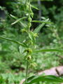 162_04_11aba_ozkoustna_mocvirnica_Epipactis_leptochila_subsp__leptochila.jpg