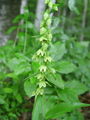 162_04_11abb_ozkoustna_mocvirnica_Epipactis_leptochila_subsp__leptochila.jpg