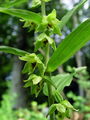 162_04_11abc_ozkoustna_mocvirnica_Epipactis_leptochila_subsp__leptochila.jpg