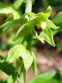 162_04_11abd_ozkoustna_mocvirnica_Epipactis_leptochila_subsp__leptochila.jpg