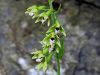 162_04_13bg_mocvirnica_nabrezna_Epipactis_bugacensis_IMG_7638a.jpg