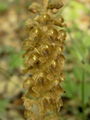 162_06_01bb_rjava_gnezdovnica_Neottia_nudis-avis_DSC09365.jpg