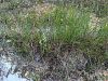 162_08_01ca_skrbica_poletna_ca_Spiranthes_aestivalis_IMG_2271a.jpg