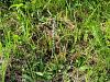 162_08_02ab_skrbica_zavita_Spiranthes_spiralis_IMG_9490.JPG